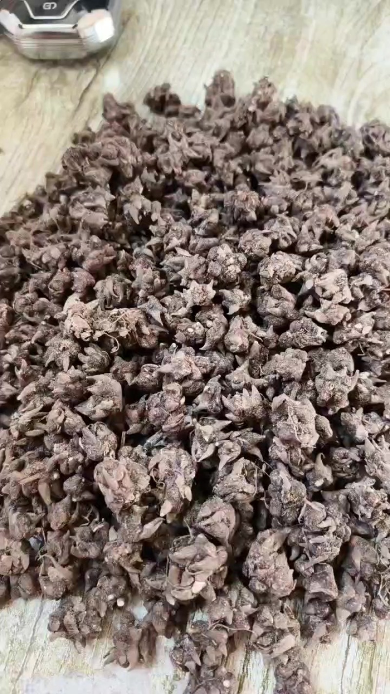 猫爪草