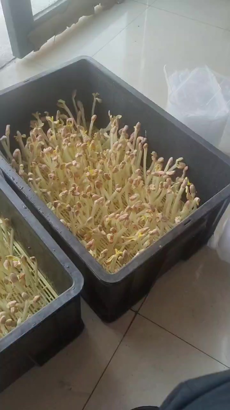 花生芽苗菜