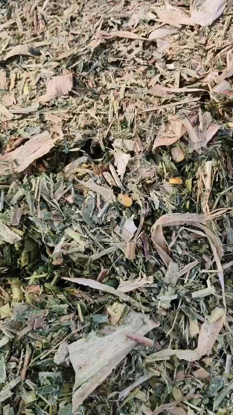 黄储