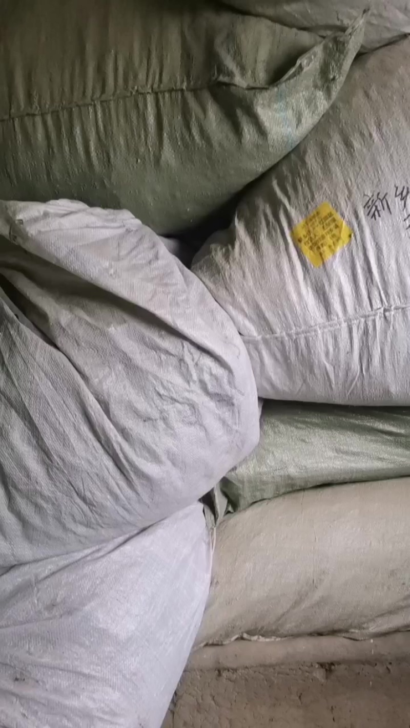 霜后桑叶