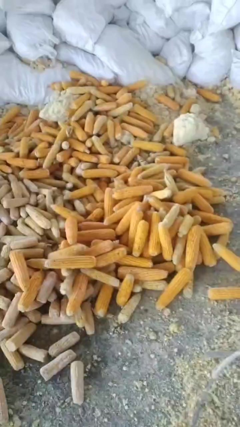 甜糯玉米粉碎料