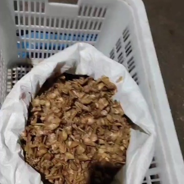 1000斤桅子花***********饶生