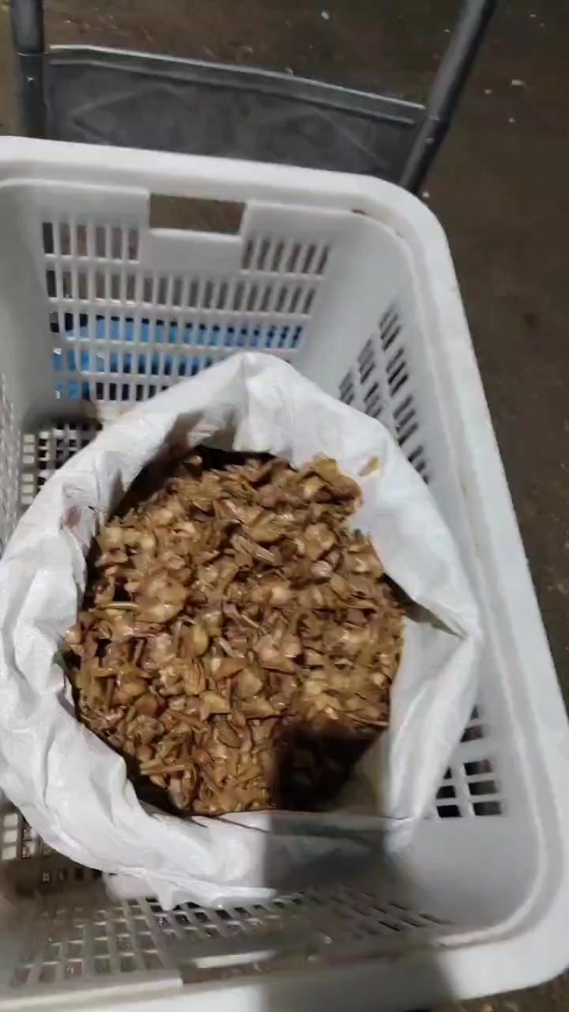 1000斤桅子花***********饶生