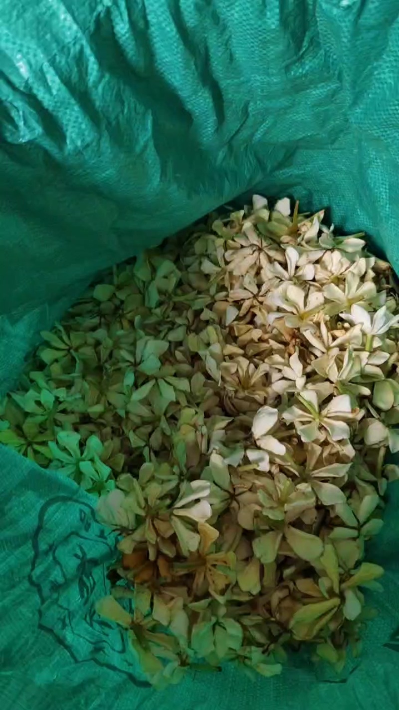 1000斤桅子花***********饶生