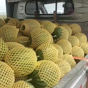大量供应陕西吊兰西瓜，个头大，甜度高，价格合理，需要的联