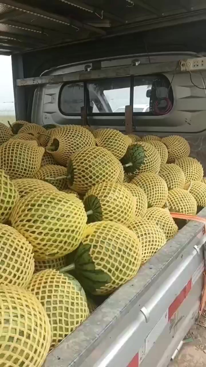 大量供应陕西吊兰西瓜，个头大，甜度高，价格合理，需要的联