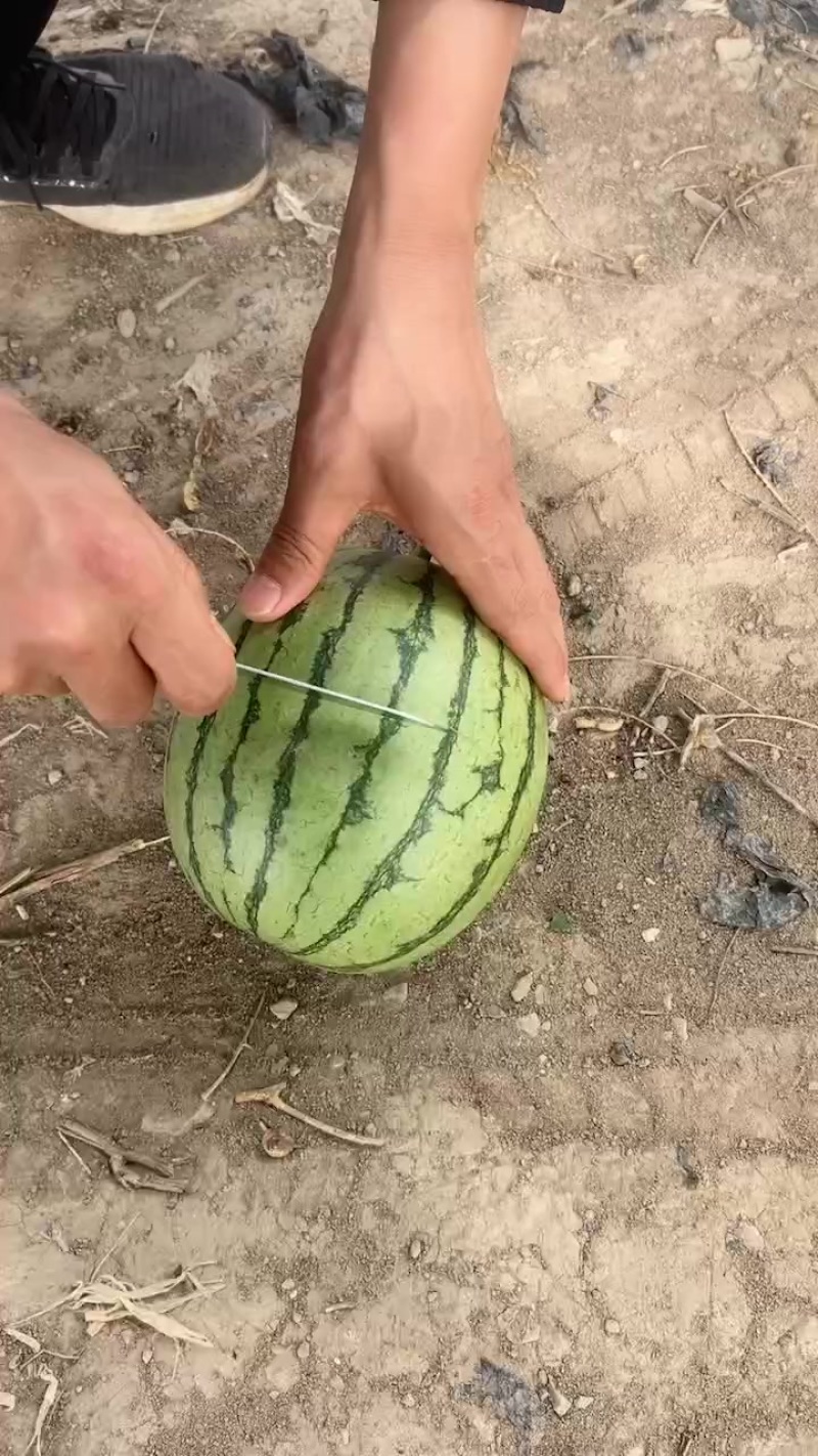 大量供应陕西吊兰西瓜，个头大，甜度高，价格合理，需要的联