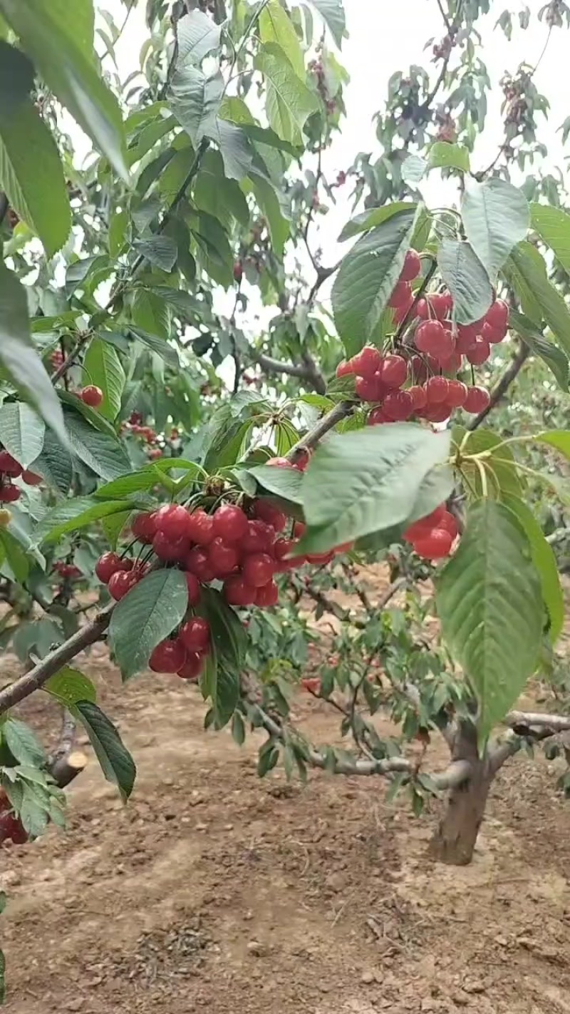 樱桃