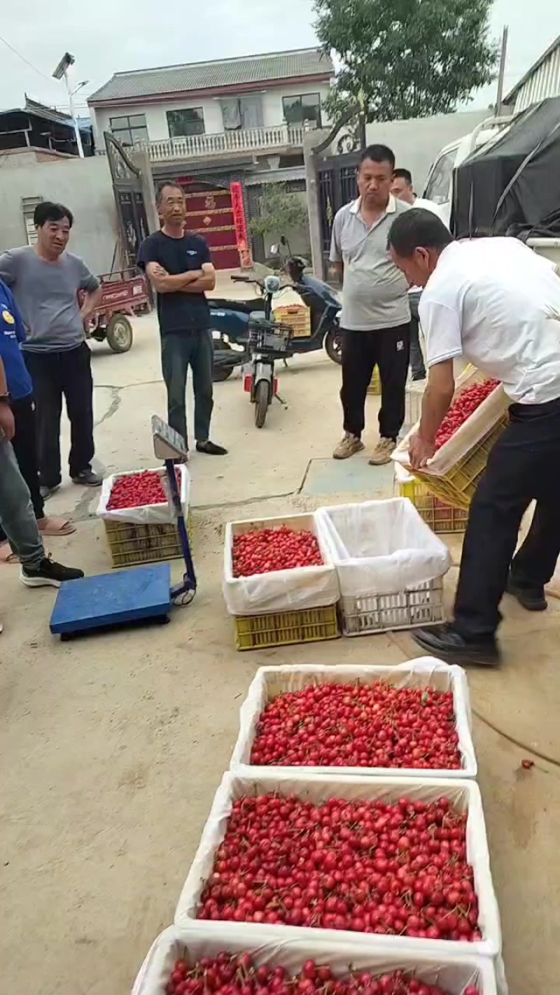 樱桃
