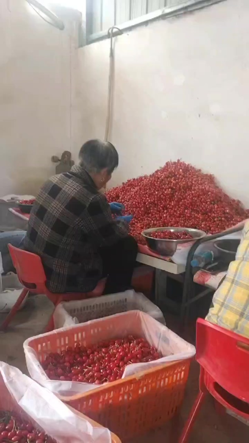樱桃