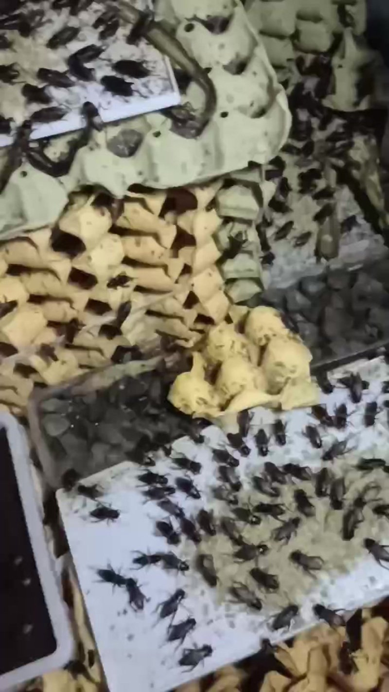 成虫