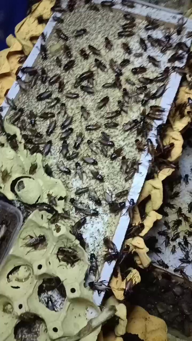 成虫