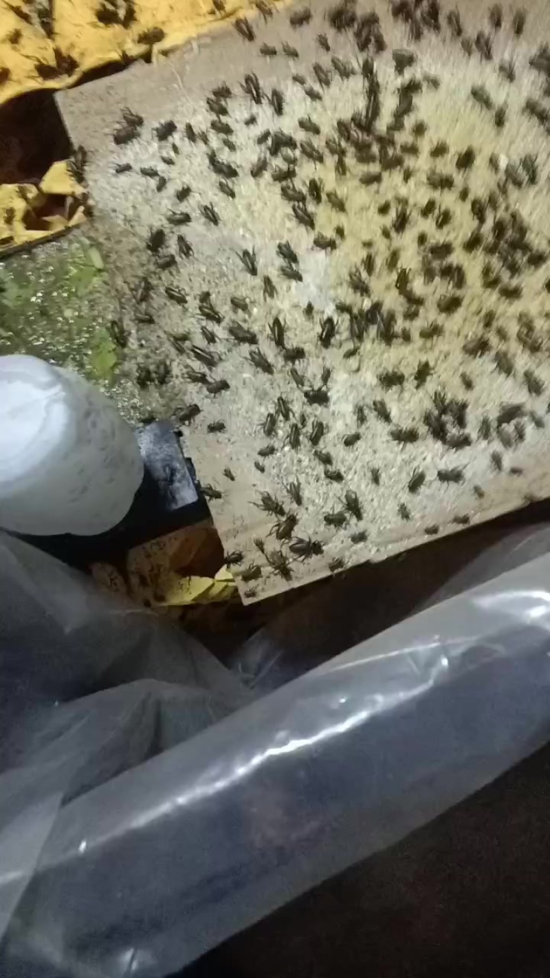成虫
