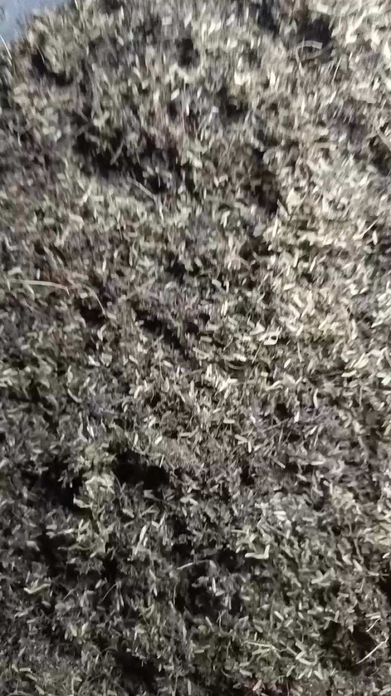 成虫