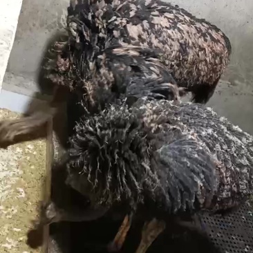 鸵鸟