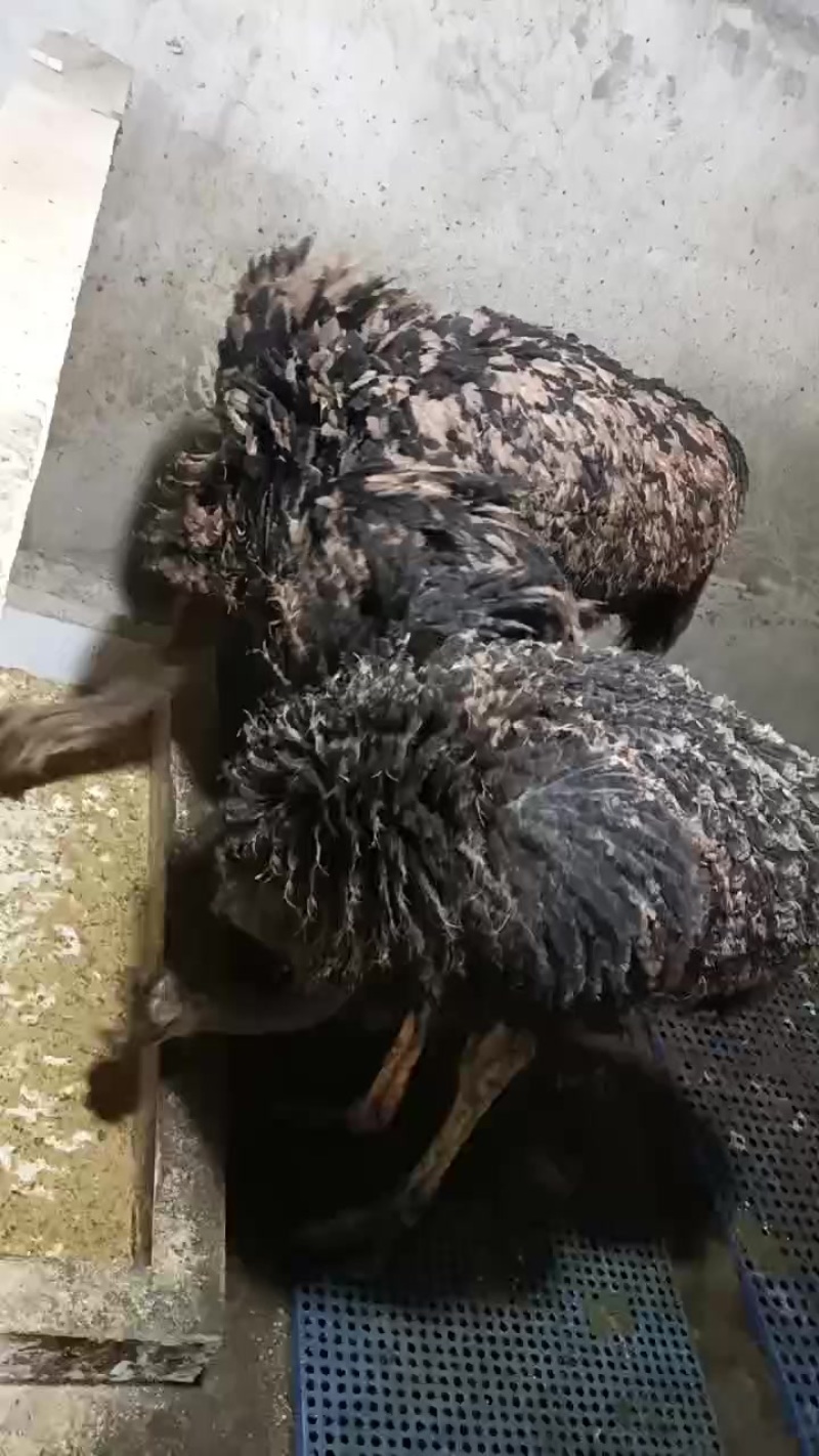 鸵鸟