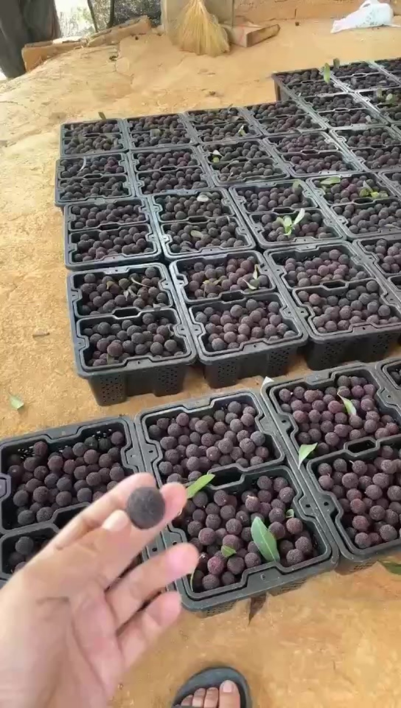 小黑炭