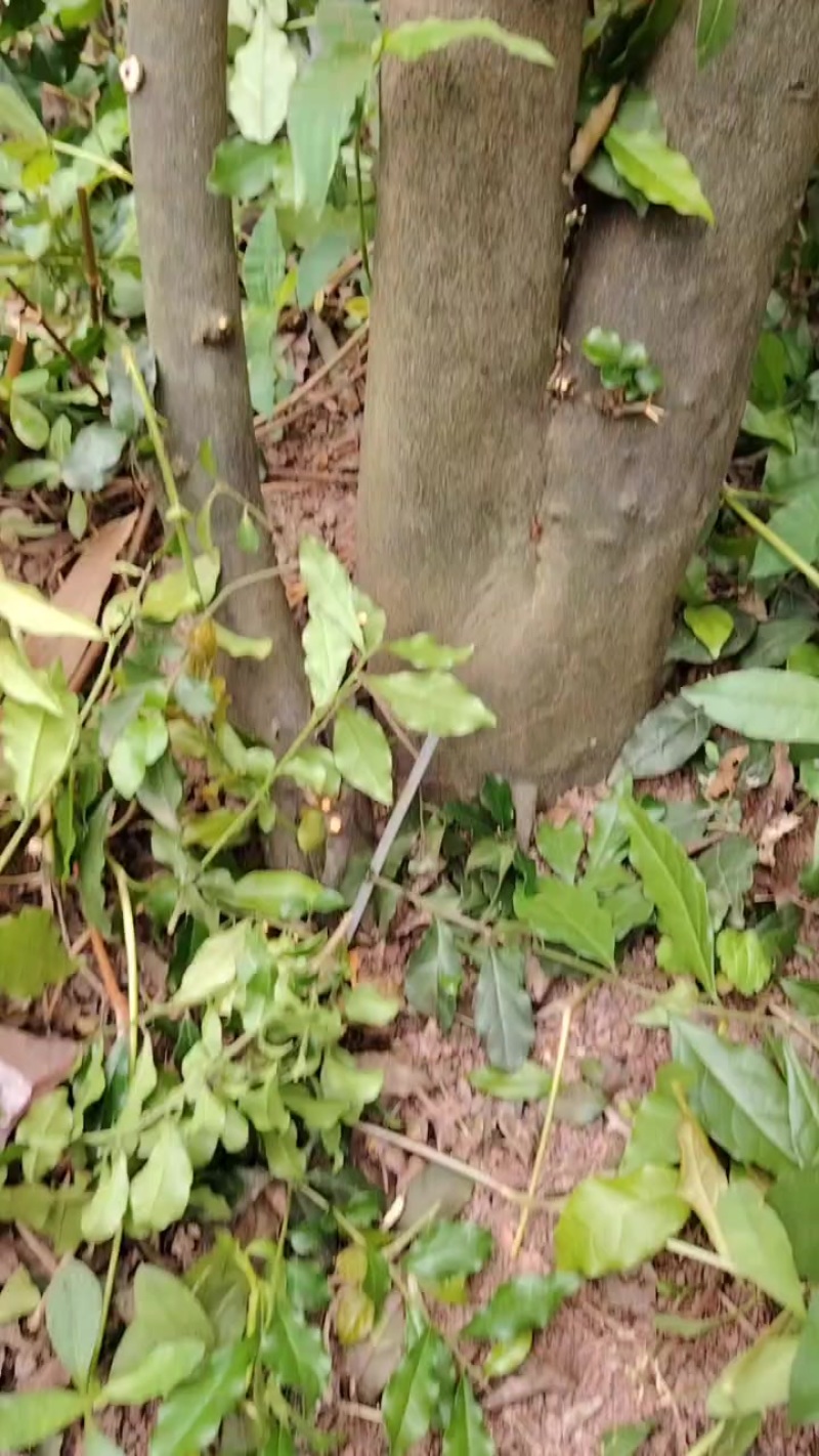 金弹子