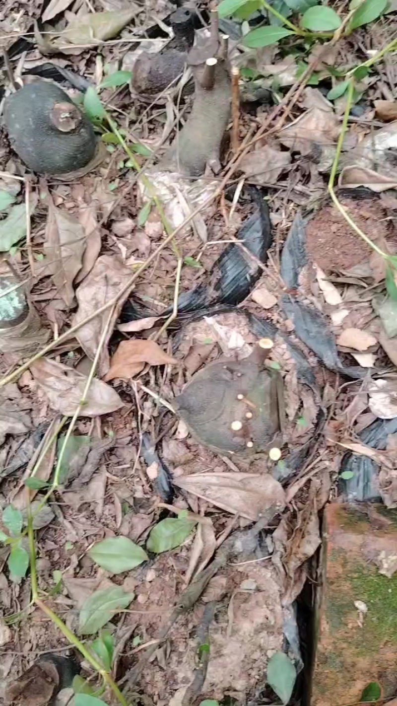 金弹子