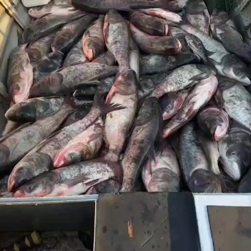 大龙水库大头鱼花鱼