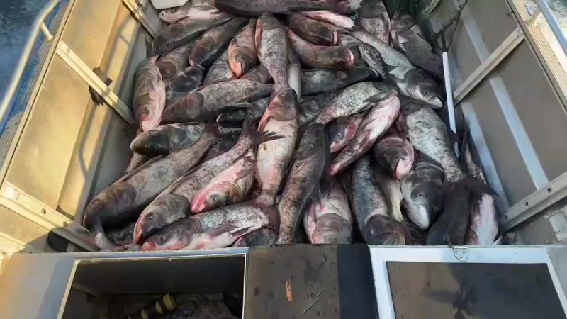 大龙水库大头鱼花鱼