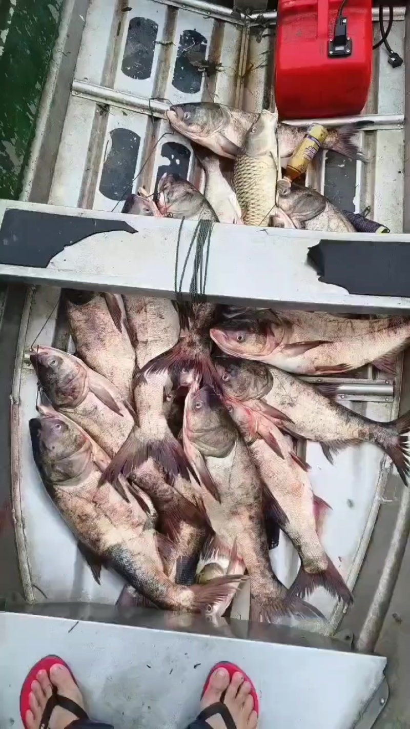 大龙水库大头鱼花鱼