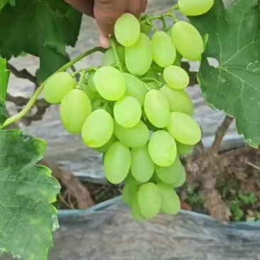 维多利亚青提