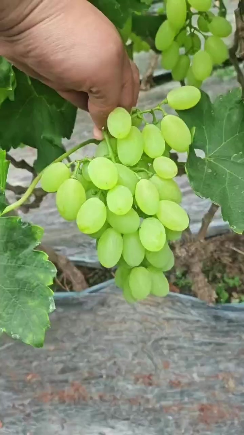 维多利亚青提