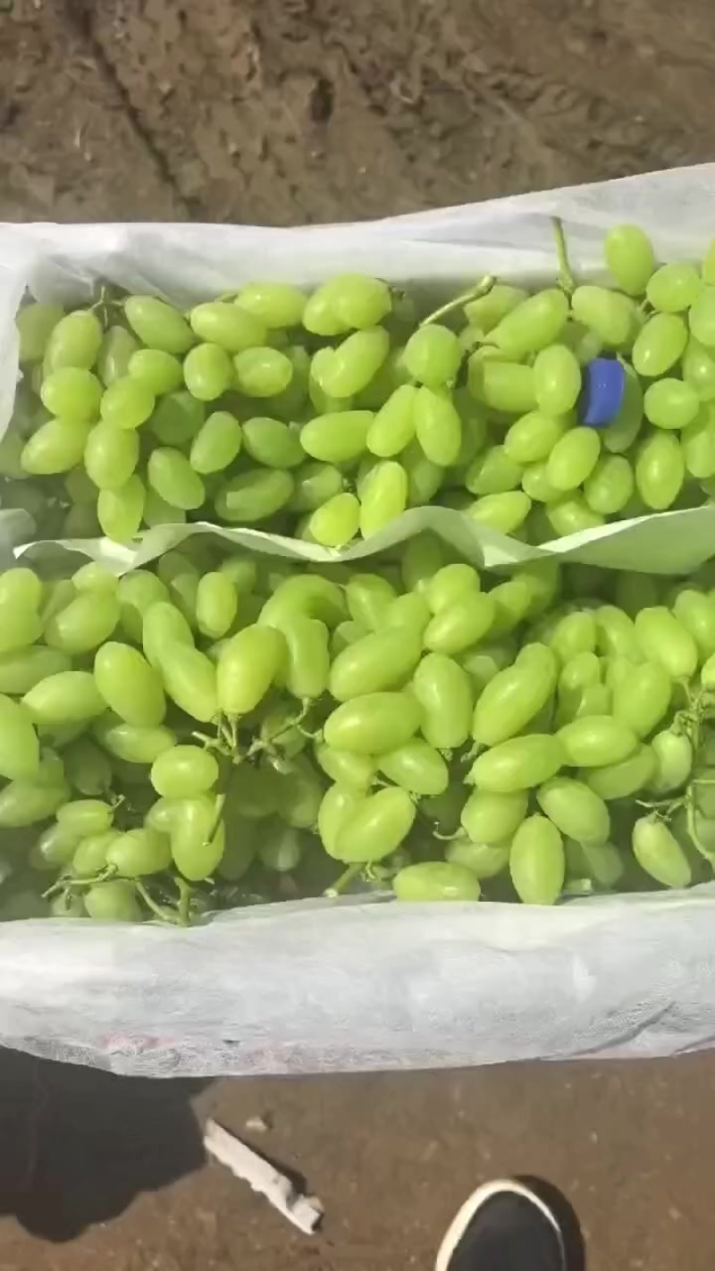 维多利亚青提
