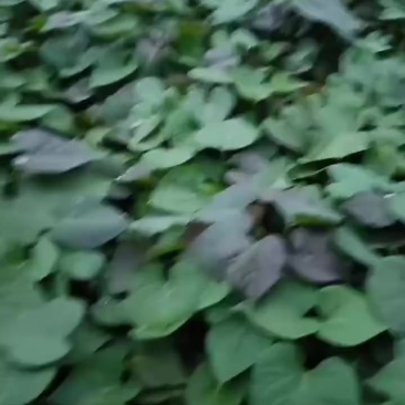 烟薯苗