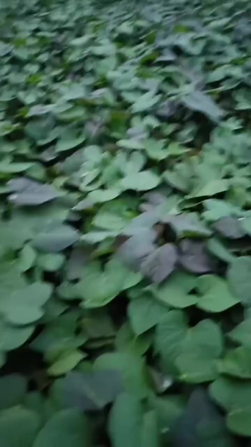 烟薯苗