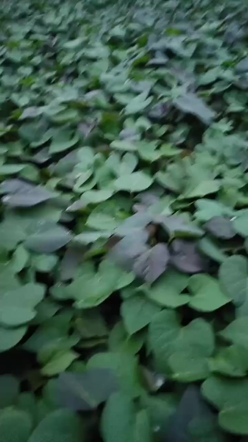 烟薯苗