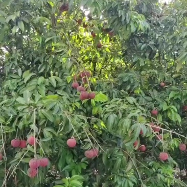 荔枝
