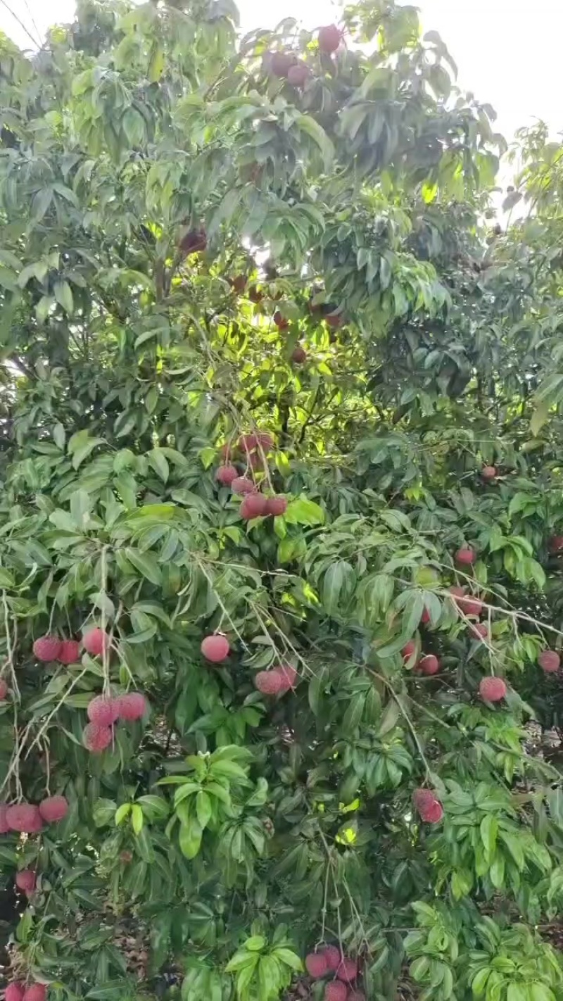 荔枝