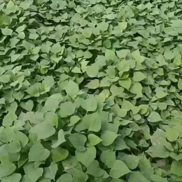 雄县，龙薯九苗，济薯26苗，烟薯苗，商薯19苗