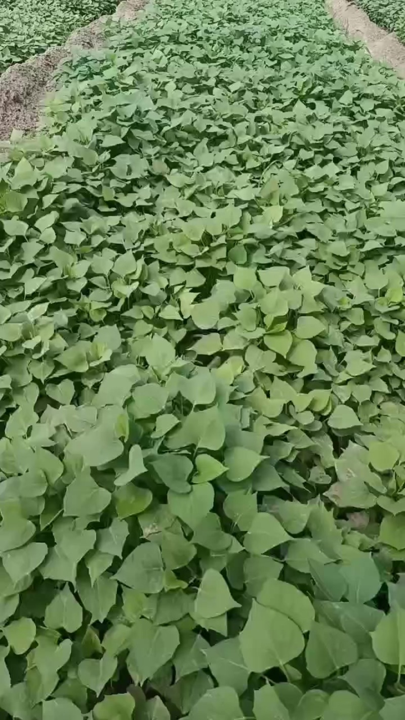 雄县，龙薯九苗，济薯26苗，烟薯苗，商薯19苗