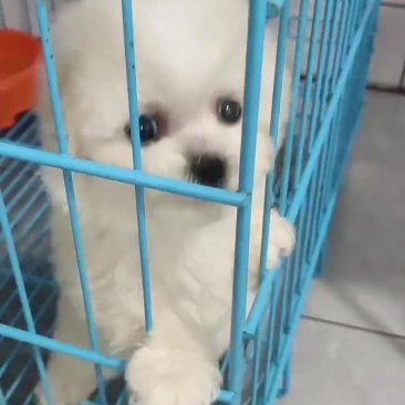 小比熊