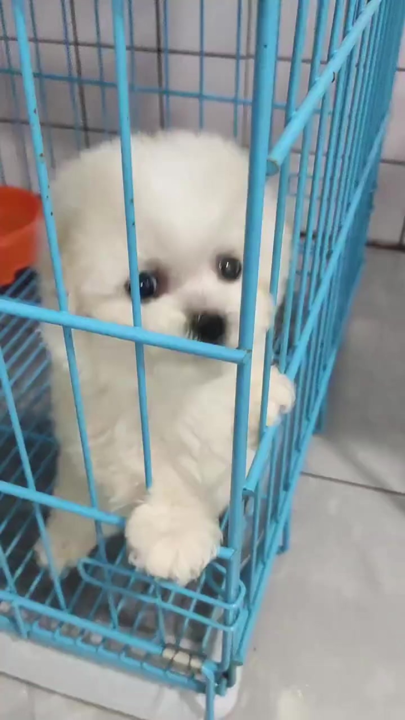 小比熊