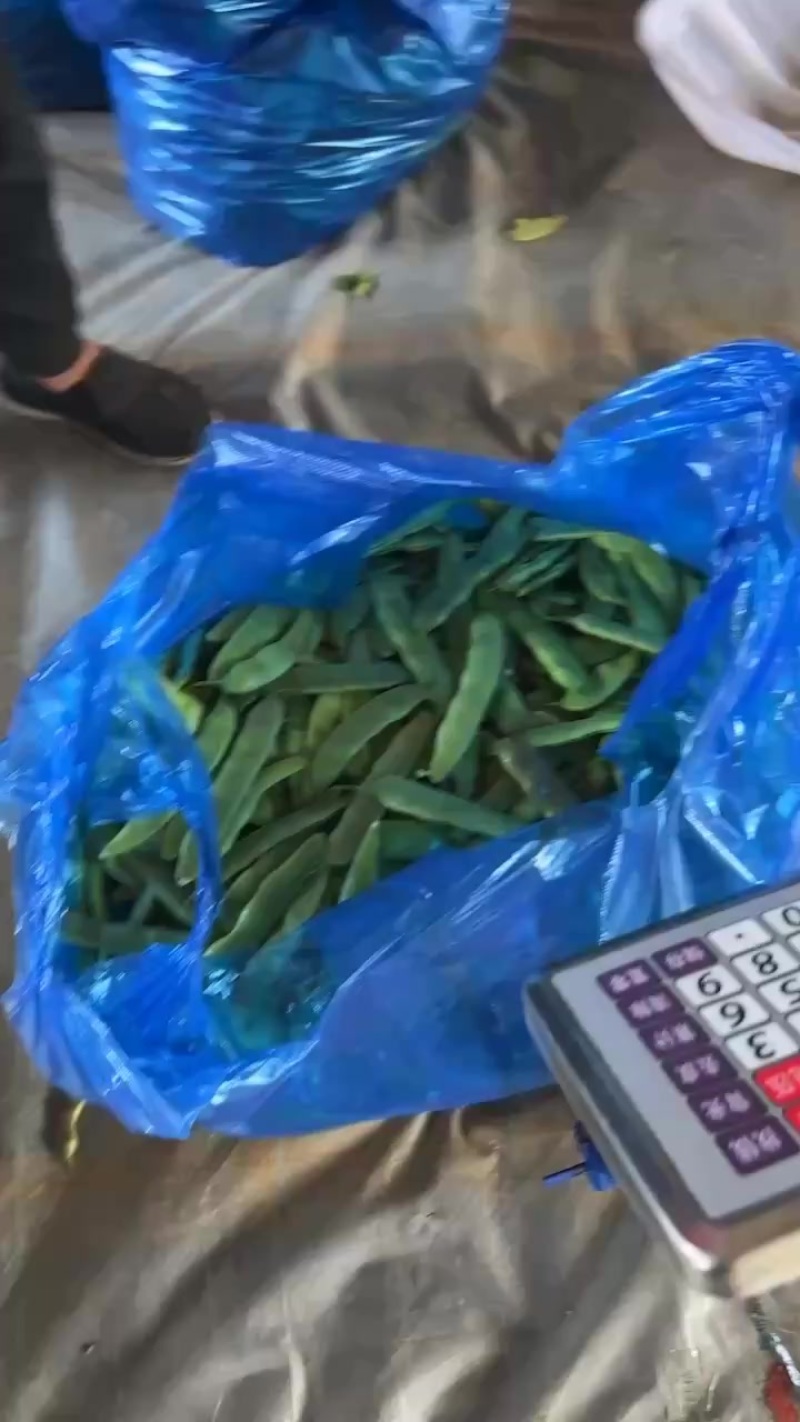 需要扶余油豆角的老板联系