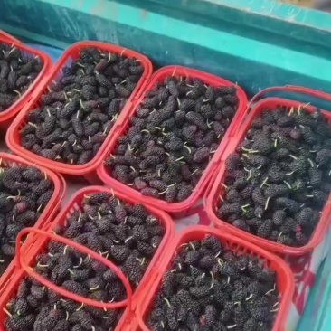桑椹