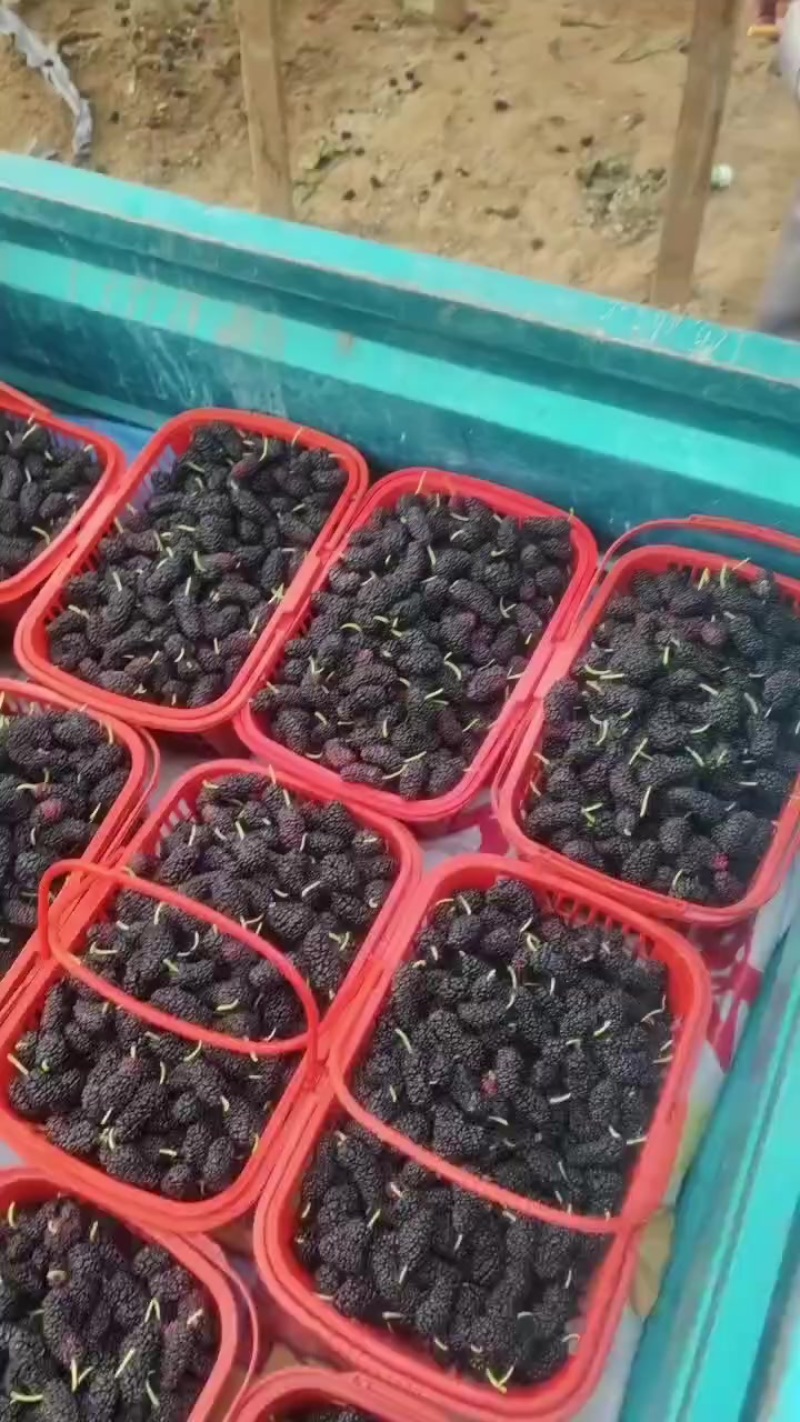 桑椹