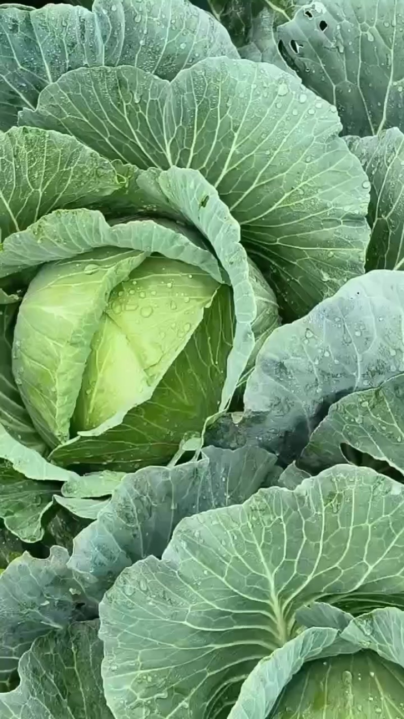 包菜