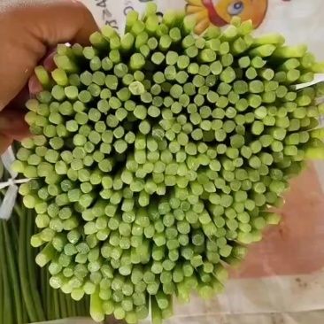 皖北精品韭苔产地直发