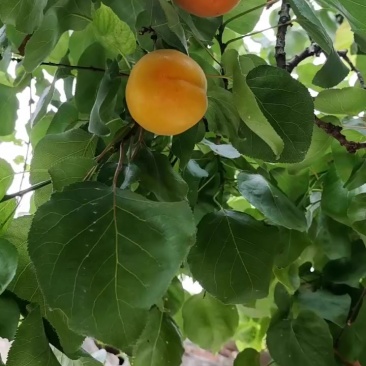 金太阳杏