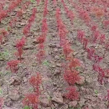 出售芍药根，