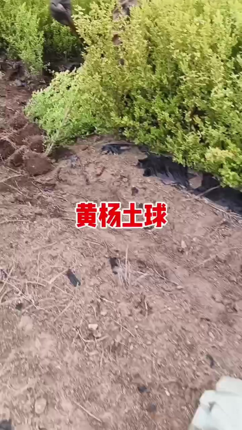 朝鲜小叶黄杨带土球