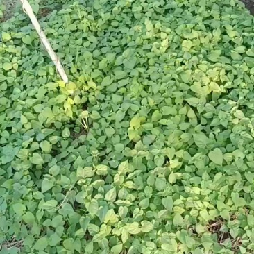 隔山消苗