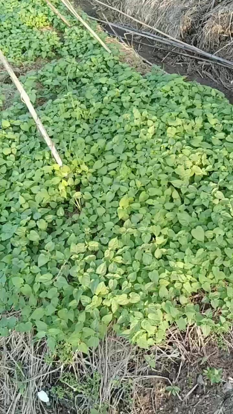 隔山消苗