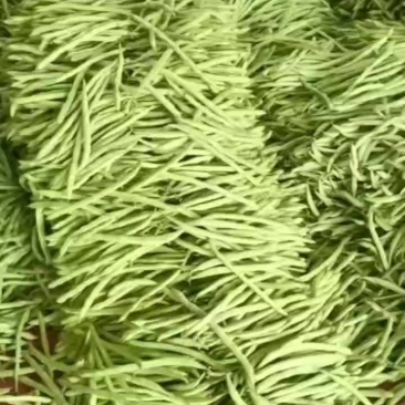 精品四季豆大量供应中