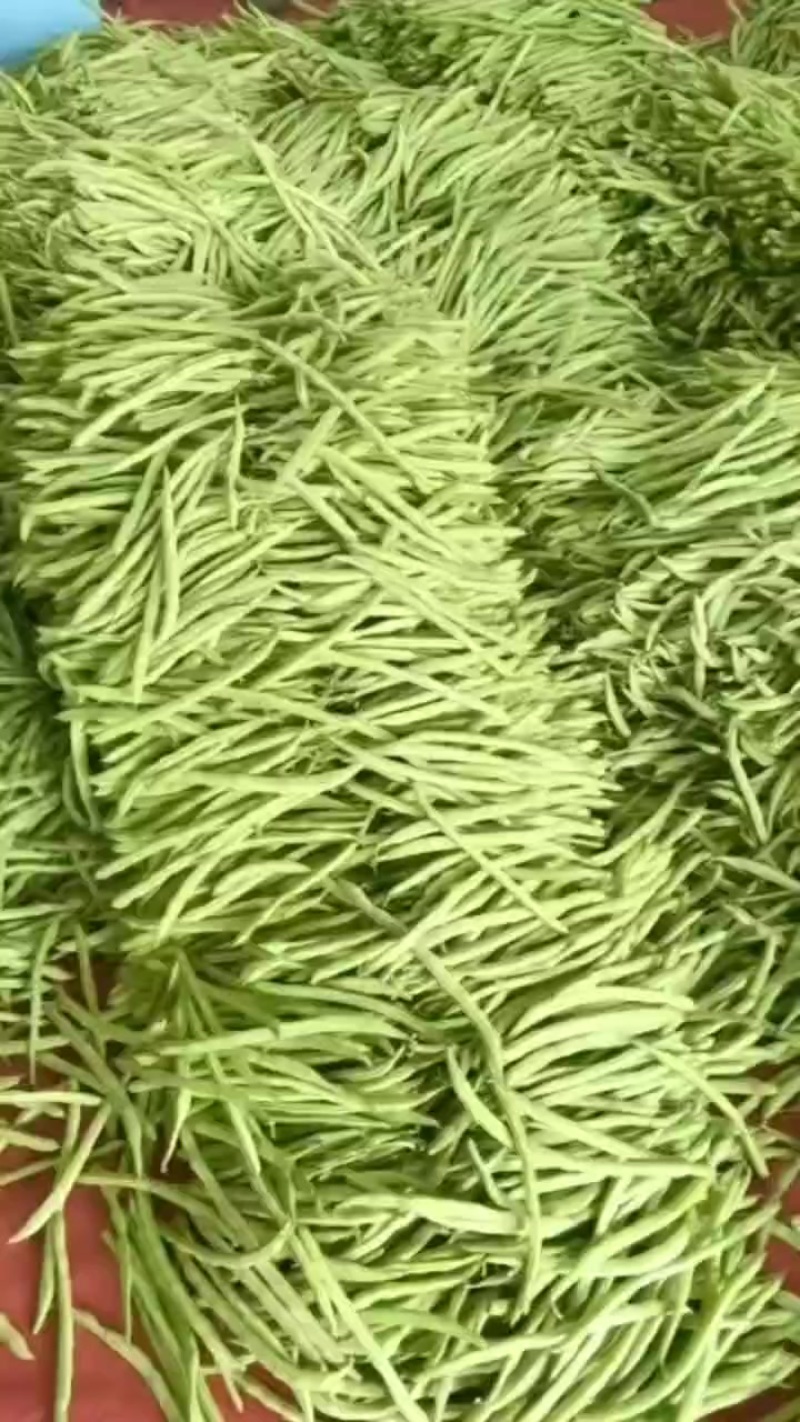 精品四季豆大量供应中